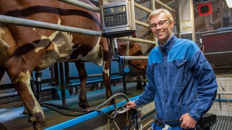 En elev står vid mjölkmaskinen och ska mjölka en ko.