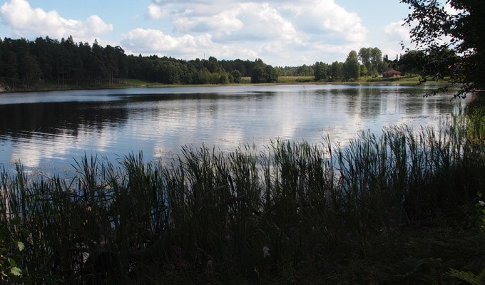 A small lake surrounded by forest.