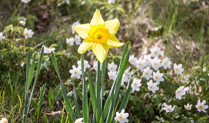 Anderstorp Folktandvård har ändrade öppettider vid Kristi himmelsfärdsdag