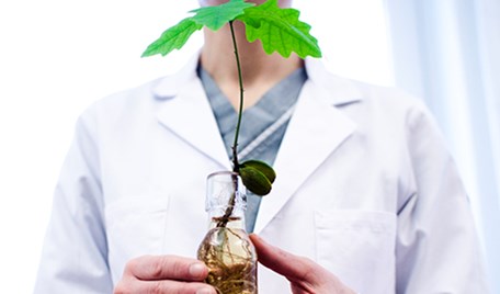 En man håller en planta med rötterna i en glasflaska.