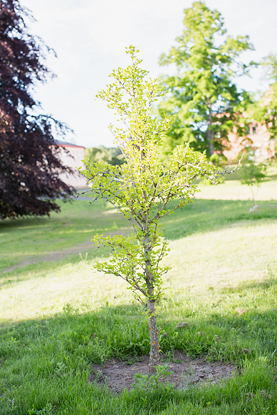 Ginko