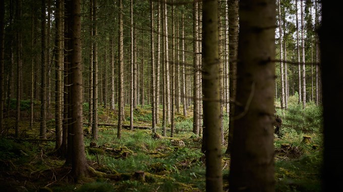 Träd i skogen.