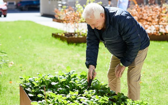 Äldre man som påtar i odlingsback 