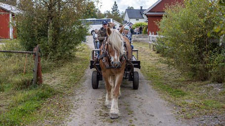 En ardennerhäst drar en kärra på grusväg. 