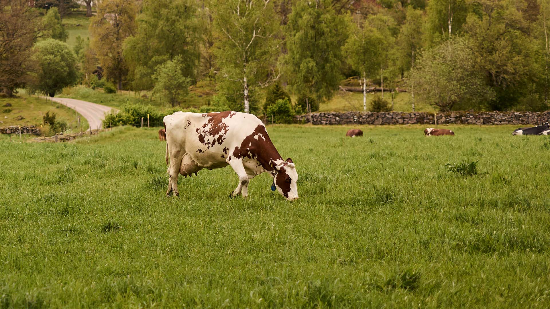 En brunvit ko går och betar på en grön äng med i vackert skogslandskap.