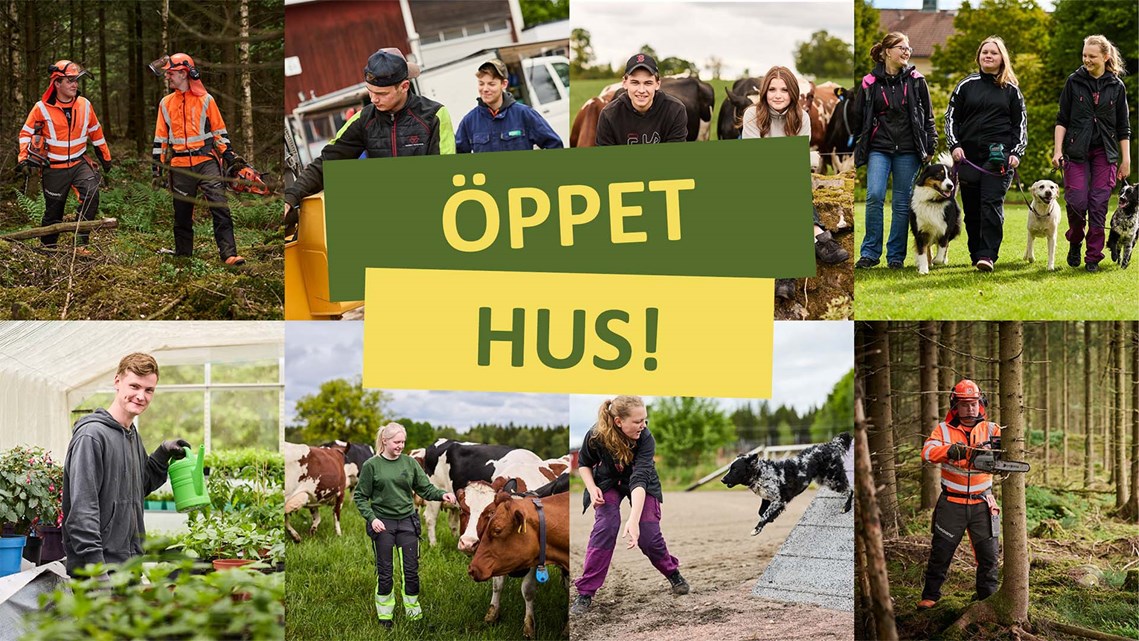 Flera bilder med elever som är i skogen, med hundar, med kor och maskiner. På bilden står texten Öppet Hus.