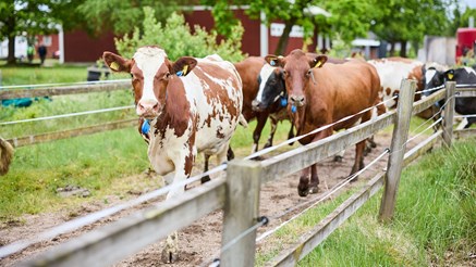 Brunvita kor är påväg ut till hagen.