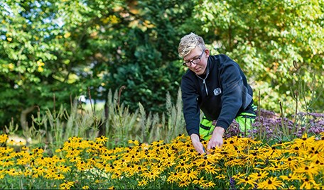 En manlig trädgårdselev böjer sig fram över en gul blomsterrabatt.
