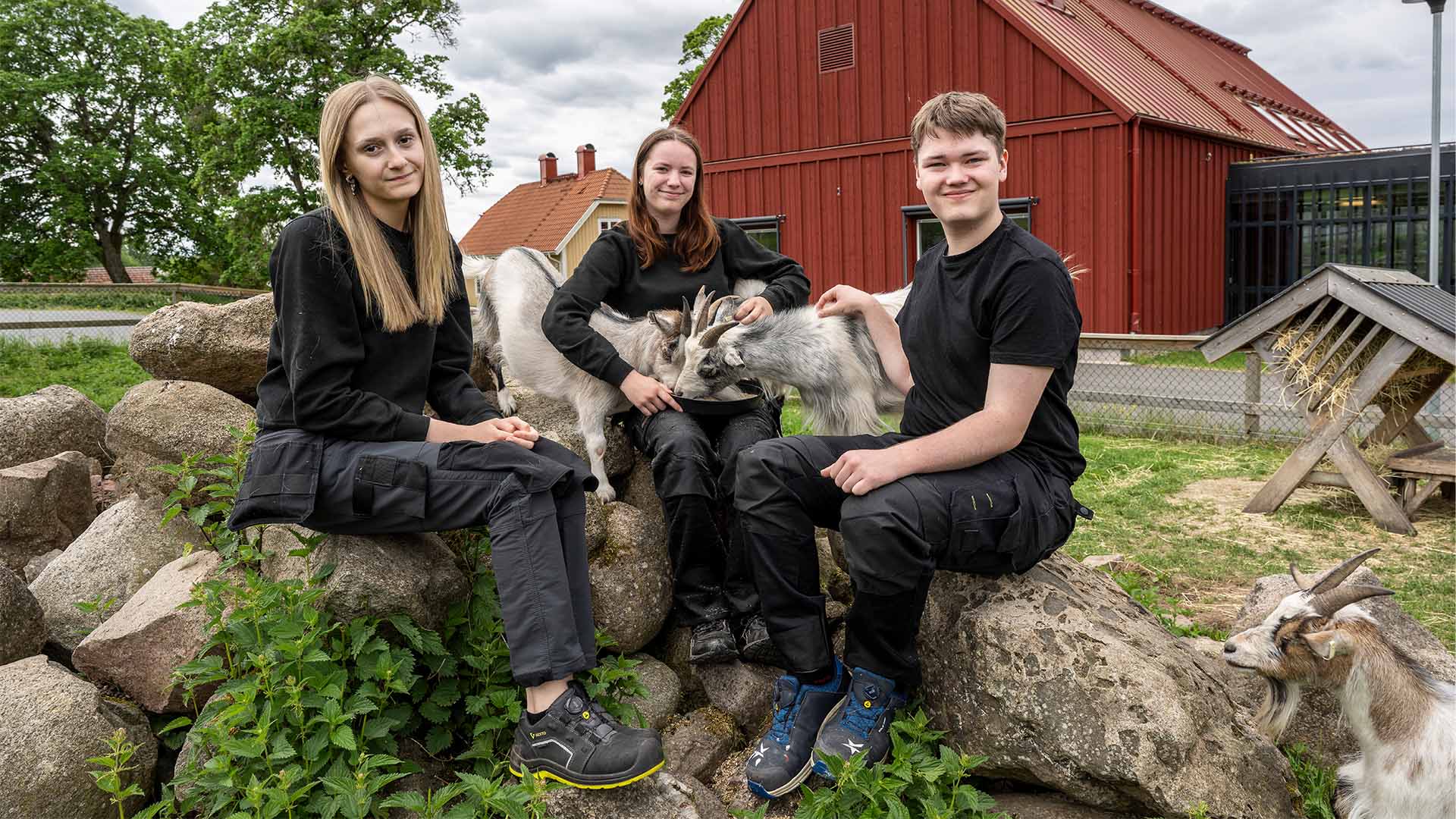 Tre elever sitter ute i en hage med getter runt sig