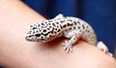 En leopardgecko ödla som sitter på en elevs arm