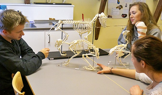 Elever studera olika djurs skelett