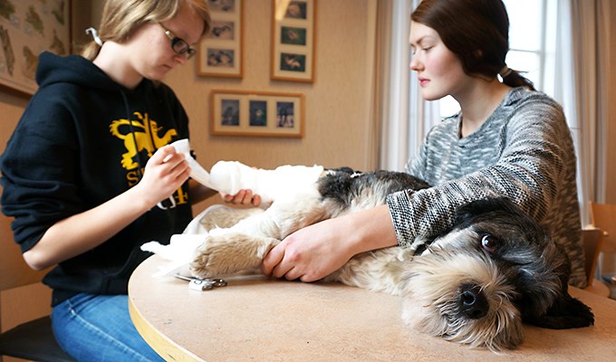 Djurvårdselever lär sig bandagera en hund