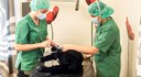 Sjukvårdsklädda elever simulerar att de ger en hund en spruta .