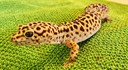 Närbild på en leopardgecko ödla som står på en grön frottehandduk