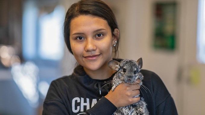 En flicka som studerar djurvård vid Tenhults naturbruksgymnasium håller i en chinchilla. Flickan tittar rakt in i kameran.