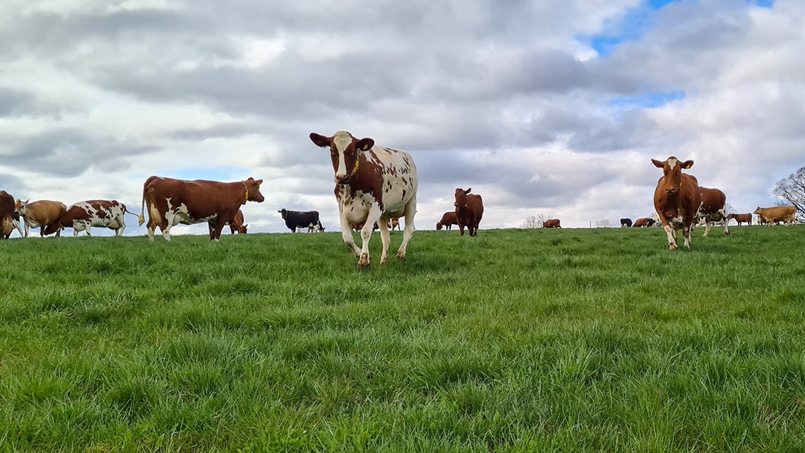 Flera brunvita kor ute på grönbete.