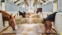 Tenhults naturbruksgymnasiums skolhästar som står och äter från foderbordet.