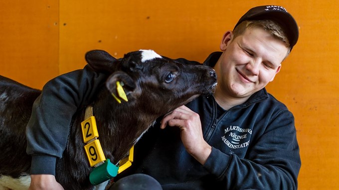 Lantbrukselev med  blå hörselkåpor på huvudet står på ett gärde med en traktor i bakgrunden.
