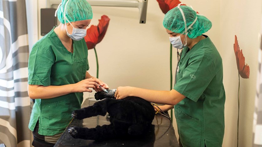 Två elever från Tenhults naturbruksgymnasiums djurvårdsutbildning klädda i vårdkläder behandlar en hund på en brits. 