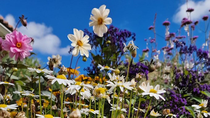 Färggranna rabattblommor mot en blå himmel.