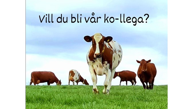 Kossor ute på grönbete med texten "Vill du bli vår ko-llega?