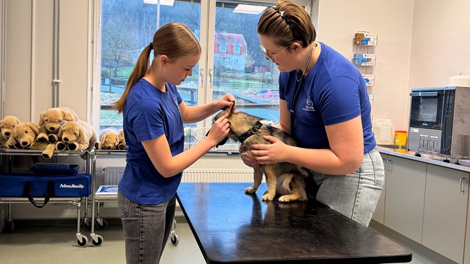 Två elever står i kliniken och undersöker en hund.