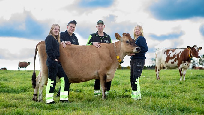 Fyra lantbrukselever står ute på grönbetet och klappar en ko.